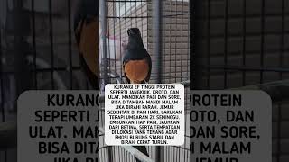 Download lagu Cara Menurunkan Birahi Murai Batu Dengan Cepat #shorts #feedshorts mp3