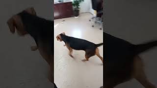 Video preview image #1 Beagle-Unknown Mix Puppy For Sale in York, SC, USA