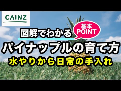 パイナップルチェリー 植物