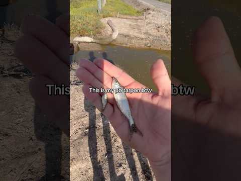 This is my pb TARPON💀