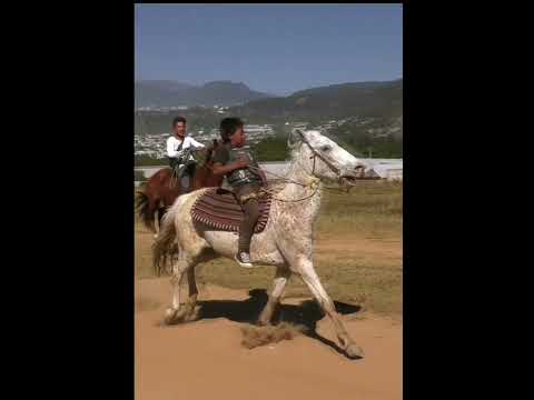 , title : 'Carrera de Caballos 🐎 #horserace'