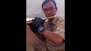 Download lagu Alat Musik Tradisional Suling Bambu Kota Palu mp3