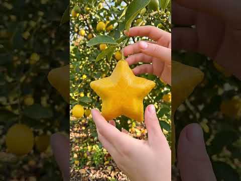 This Fruit Isn’t Normal… It Grew Into a Star ⭐🤯