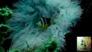 preview picture of video 'HD - DIVERS PARADISE, BUNAKEN (SULAWESI)!!!!'