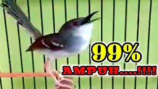 Download lagu HITUNGAN DETIK‼️GAK PERLU LAMA Ciblek apapun akan terpancing bunyi|| Pancingan ciblek gacor mp3