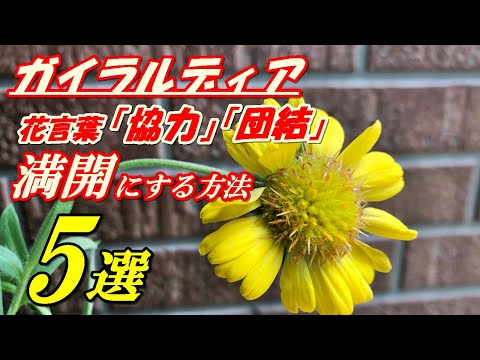 オレンジ色の熱波警報: この夏、庭を暑さから守るにはどうすればよいですか?実践すべき6つの効果的なヒント!  庭園