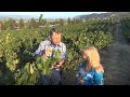You Have to See These Old Vines in Napa Valley