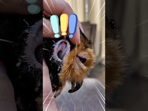 Hah?!😮🤯 Apakah itu Telinga Bibib??😱🤨 #funny #cute #animals #funnyvideos #pets #owl #cat