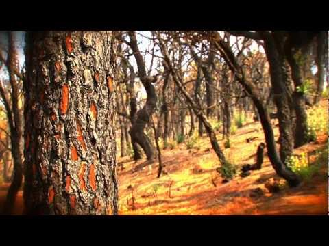 SAPERA DANCE (CLICK HERE/vidéo-clip/4mn/2012)