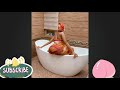 Big Booty Black Girls Twerk Compilation
