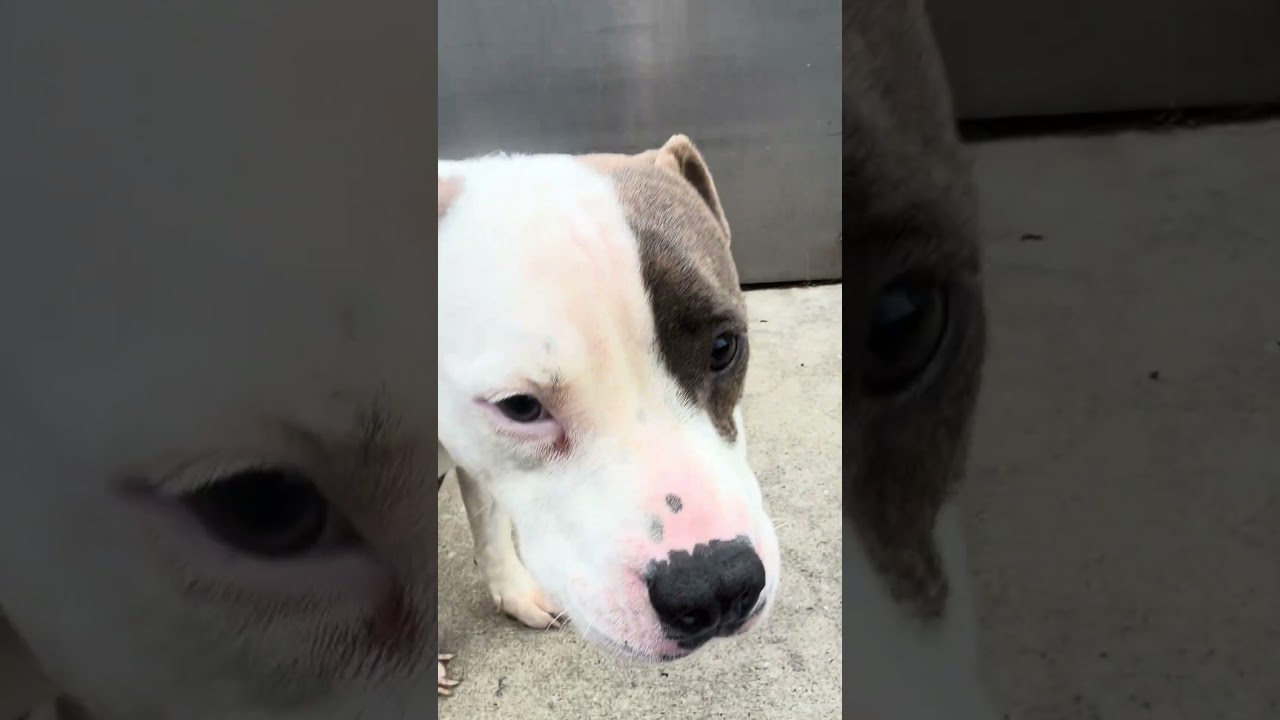 Enlarge Melina, a ADOPTABLE Pit Bull Terrier in Chicago, IL video 2/5