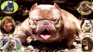 perros Bully Micro Exotic Mascota