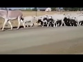 Awesome Animals Parade