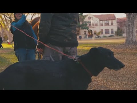 New Mexico Tech holding annual pet day for students - YouTube
