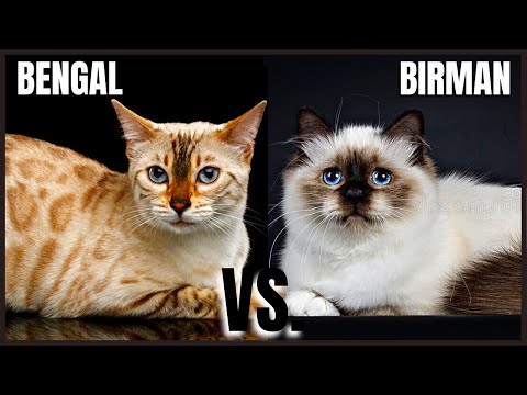 Bengal Cat VS. Birman Cat