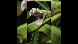 STUBBORN  punjabi song status snake  Green mamba #