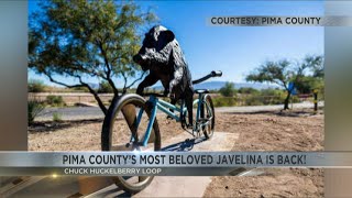 Pima County's most beloved Javelina is back!