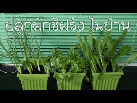 Tribulus เพื่อเพิ่มความแข็งแรง รักษาสำหรับการแข็งตัวและความแข็งแรง