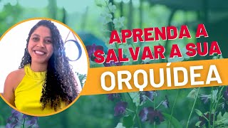 Aprenda a SALVAR a sua ORQUDEA com estes TRUQUES SIMPLES!