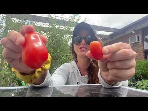 Roma Tomato Taste Test