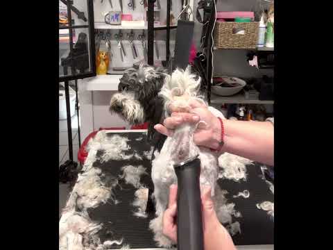 Clipping a bum using clippers on your dog