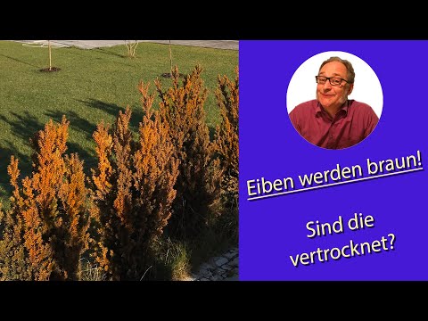 Eiben sind braun! Vertrocknet?
