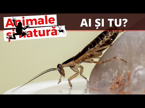 conspirație din papilomii timp de secole pe apă