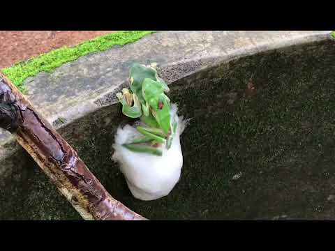 Malaga Gliding Frog Constructing a Foam Nest