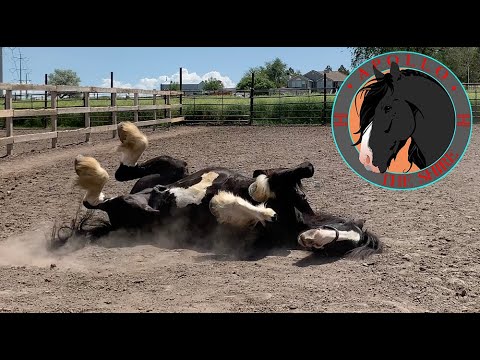 Apollo the shire... I can't believe he did this!!