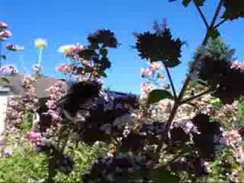 Gartennotizen - Gewusel im Blumenbeet