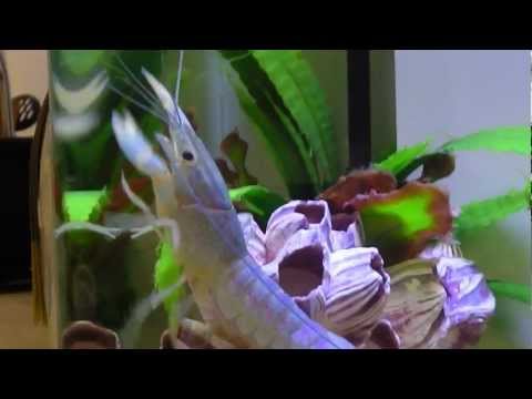 Royal Blue Lobster - feeding on pond pellets (HD-1080p)
