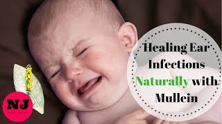 Healing Ear Infections with Mullein