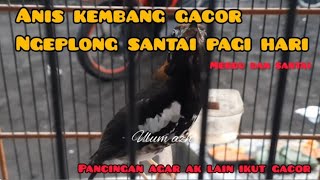 Download lagu anis kembang gacor ngeplong santai pagi hari, pancingan ak agar ikut gacor dan ngeplong mp3 Download lagu anis kembang gacor ngeplong santai pagi hari, pancingan ak agar ikut gacor dan ngeplong mp3