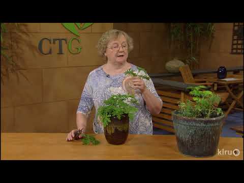How to Grow Scented Geraniums |Ann McCormick |Central Texas Gardener