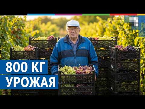 «Собираю по 700-800 кг. Тонну пока не получал» Выращиваю уже 150 сортов ВИНОГРАДА