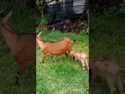 TABIO CUNDINAMARCA COLOMBIA FINCA EL REMANSO (La cabra y su cria)