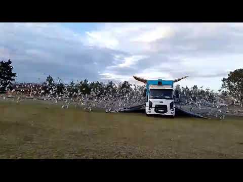 1-9-2024 : Suelta del CIP desde Jacinto Arauz, La Pampa