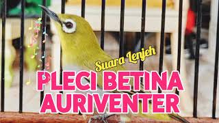 Download lagu Terapi Pleci Betina Auriventer‼️💯Ampuh Pancing Buxto Auri Ngalas✅ mp3