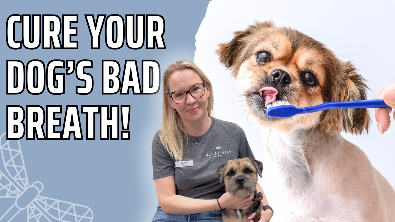 Dog Bad Breath Causes | Video