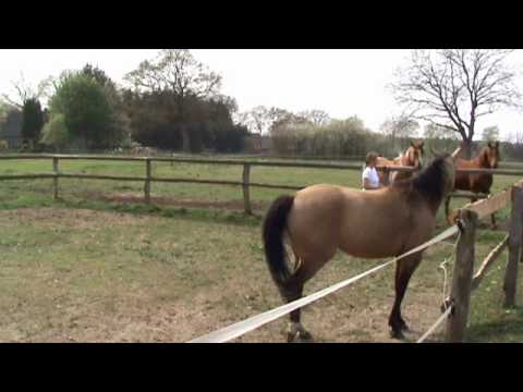 Leitstutenprinzip - Leitstute Winnie: Präsenz und Klarheit