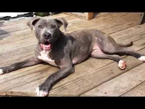 Save Sick, Injured and Abused Homeless Pets!