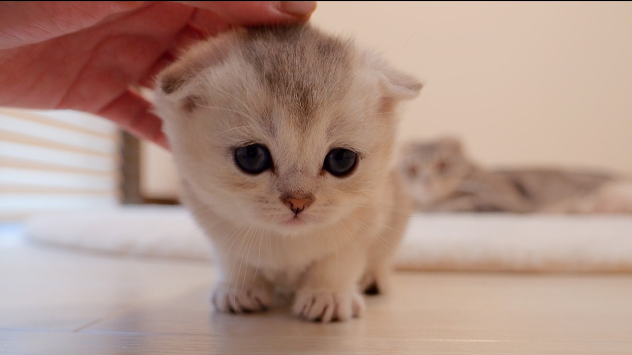 The kitten keeps coming back to its owner to be petted – so cute!