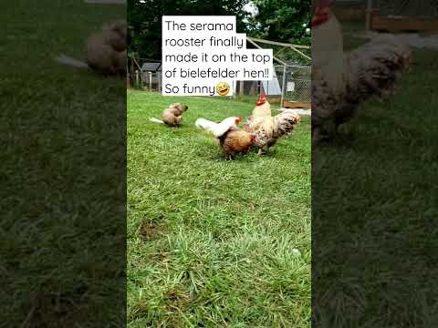, title : 'Serama rooster finally made it on the top of bielefelder hen! #viralvideo #funny #youtubeshorts'