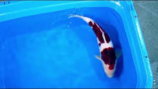 video van Budo Goromo 2504047