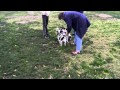 Danish Swedish Farm Dog Spiff