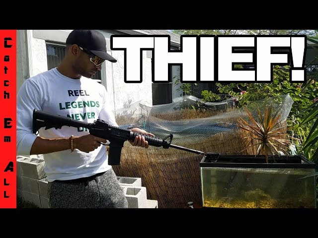 THIEF HURT MY PETS! Trying to Steal my Fish! 100% REAL