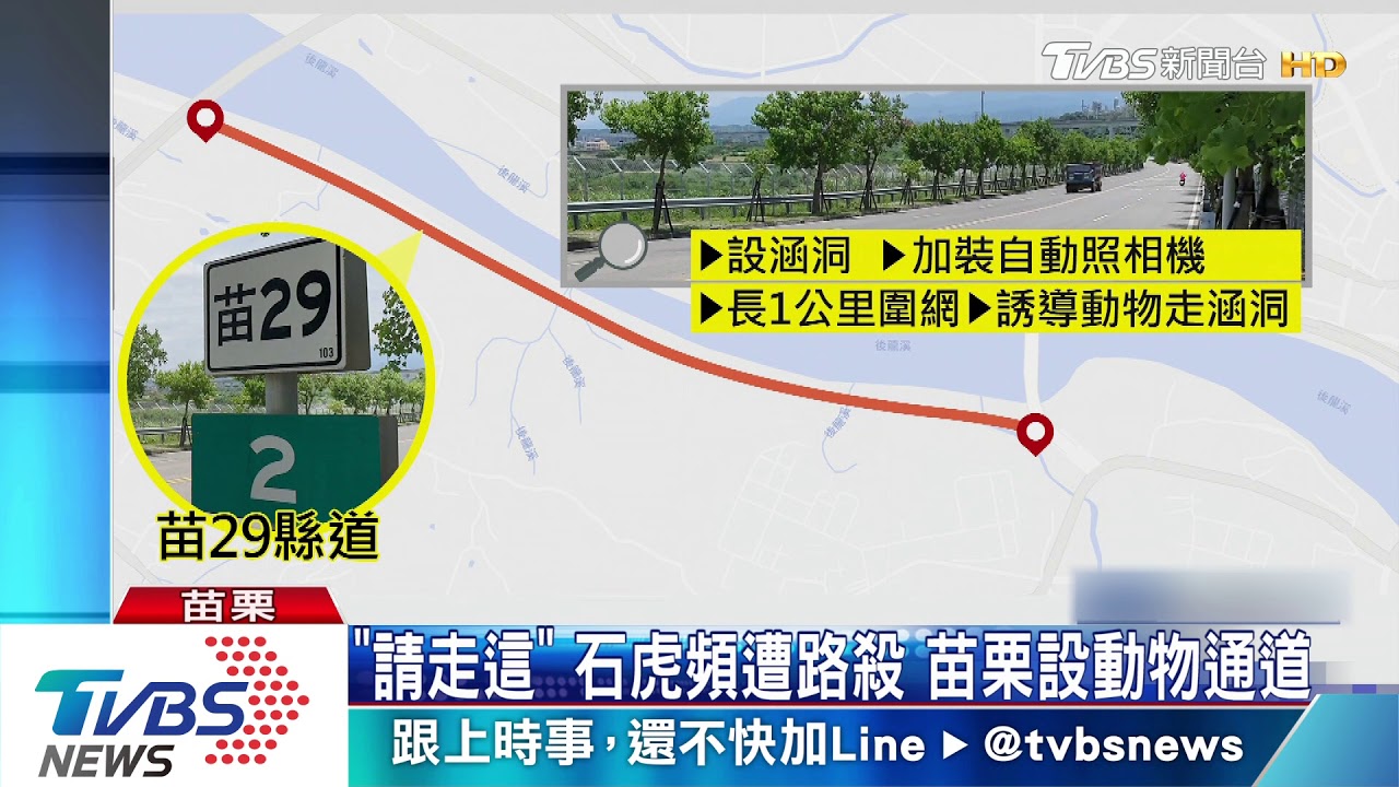 「請走這」石虎頻遭路殺 苗栗設動物通道