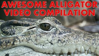 Awesome Alligator Video Compilation!