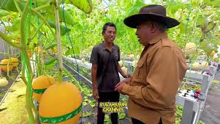 Download lagu INI BARU!!!!...PANEN RAYA MELON TERBAIK DI JAMIN MANIS.... mp3 Download lagu INI BARU!!!!...PANEN RAYA MELON TERBAIK DI JAMIN MANIS.... mp3