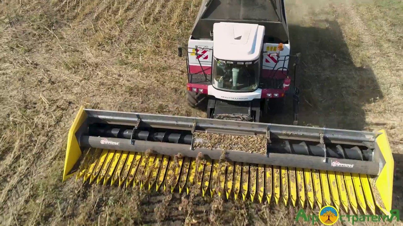 CLAAS TUCANO 430 убирает жатками ZAFFRANI подсолнечник максимально качественно